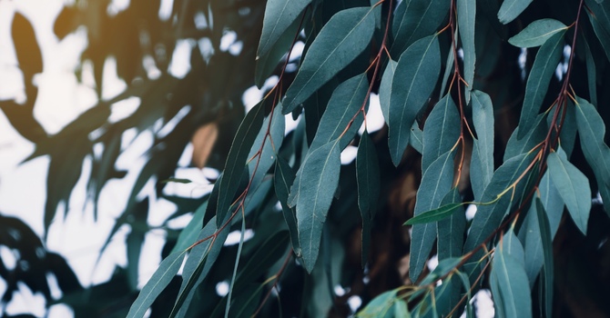 Psychiatry and Medication Management