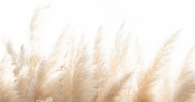 Medical - Primary Care / Family Medicine